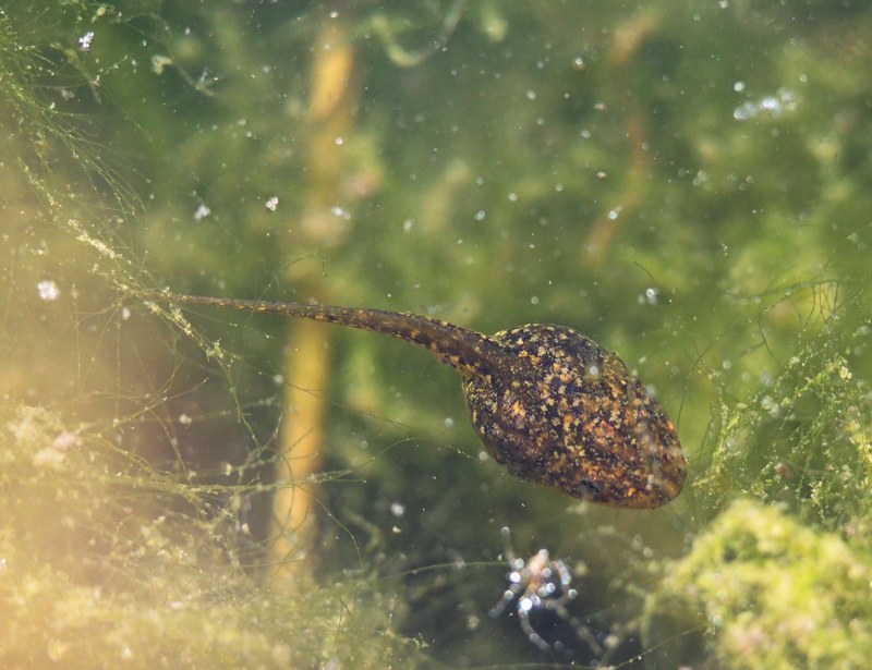 Larve in un fontanile - Lissotriton vulgaris, Pelophylax sp.