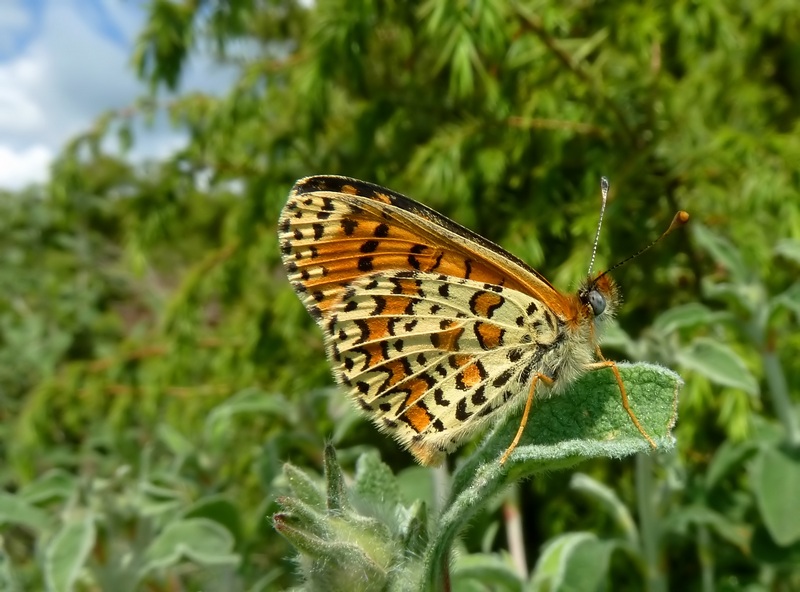 Alla ricerca della Melitaea ornata