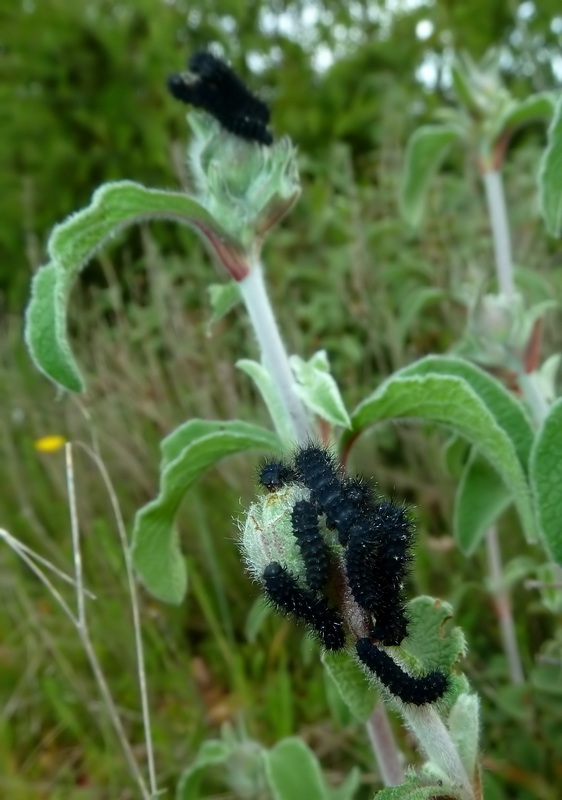 Alla ricerca della Melitaea ornata