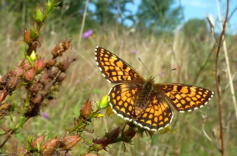 Alla ricerca della Lycaena dispar