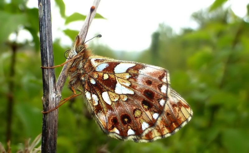 Boloria ,Cassandra & Co