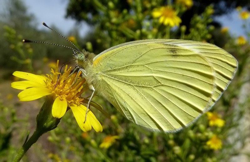 Pieridae di fine stagione....