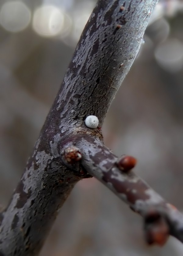 uova di Thecla betulae (Lycaenidae)