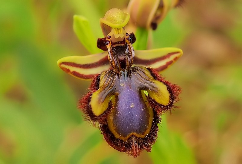 Ophrys speculum