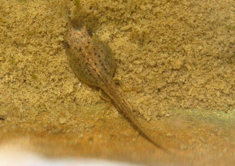 Larve in un fontanile - Lissotriton vulgaris, Pelophylax sp.