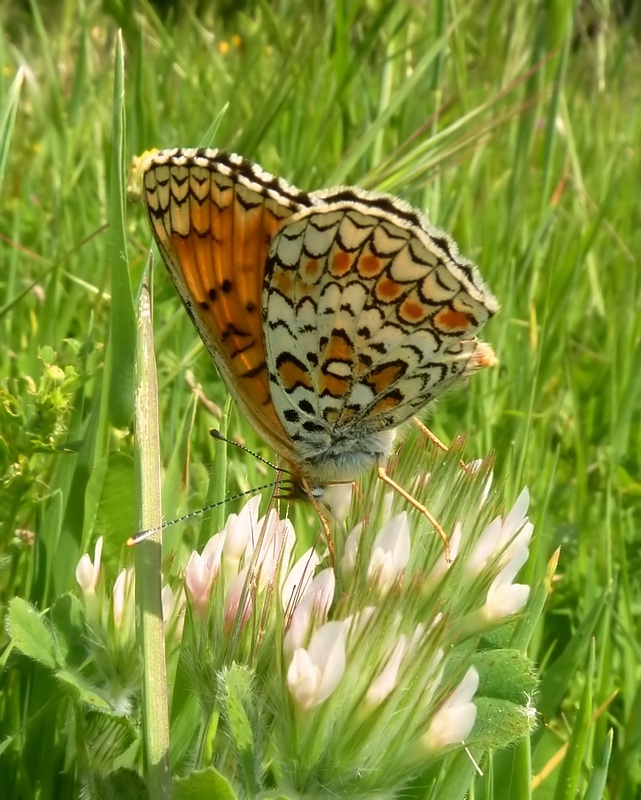 Alla ricerca della Melitaea ornata