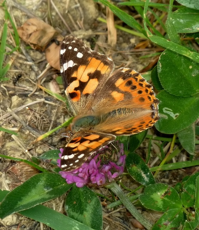 Alla ricerca della Melitaea ornata