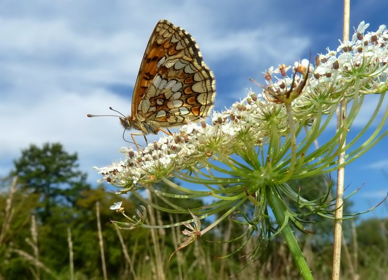 Alla ricerca della Lycaena dispar