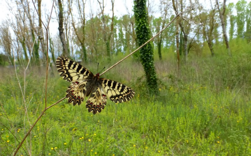 Boloria ,Cassandra & Co