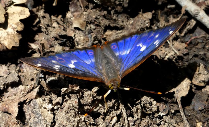 una fantastica Apatura ilia