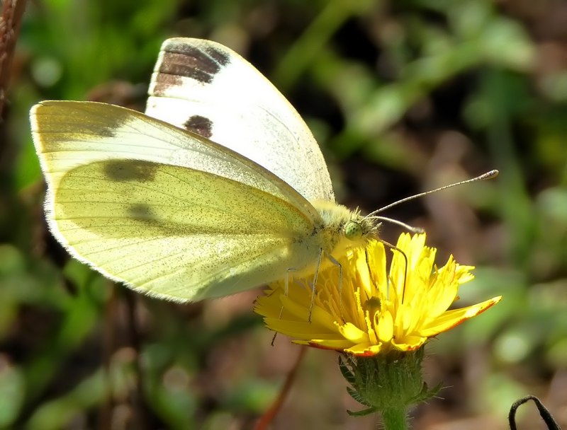 Pieridae di fine stagione....