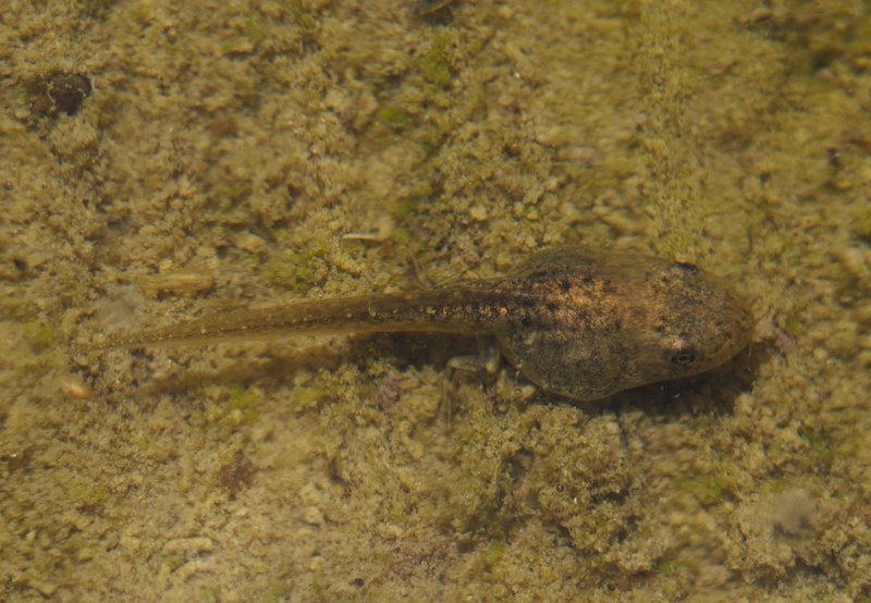 Larve in un fontanile - Lissotriton vulgaris, Pelophylax sp.