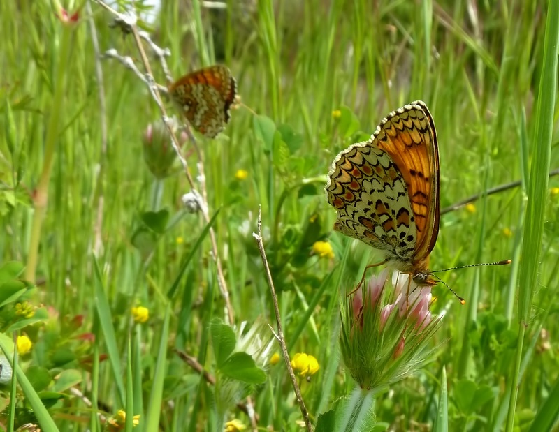 Alla ricerca della Melitaea ornata