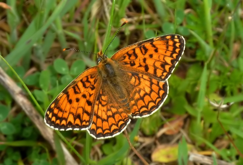 Alla ricerca della Melitaea ornata