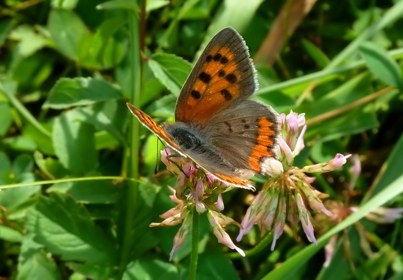 Alla ricerca della Lycaena dispar