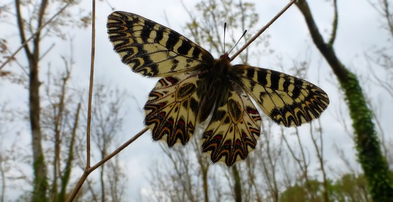 Boloria ,Cassandra & Co