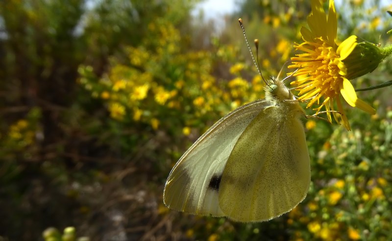 Pieridae di fine stagione....