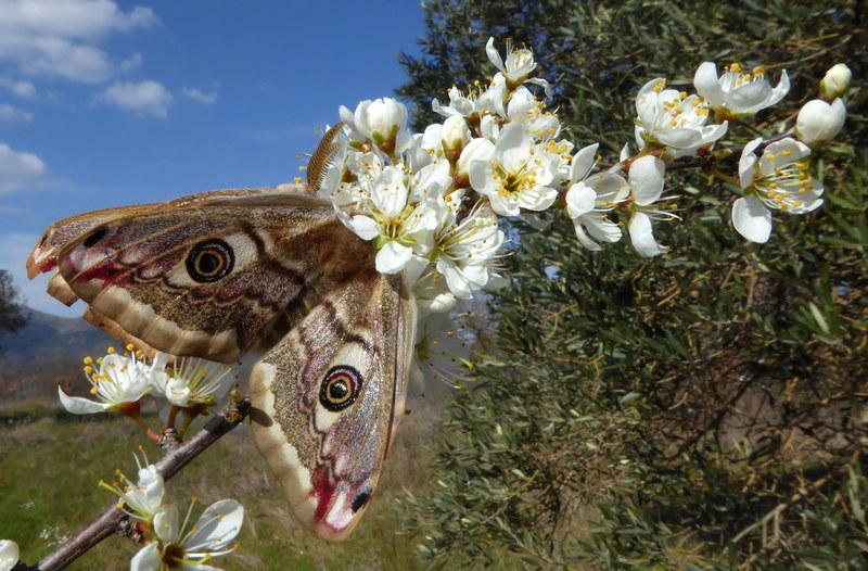 ..si Comincia : Saturnia pavoniella