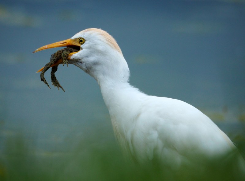 Guardabuoi (Bubulcus ibis )