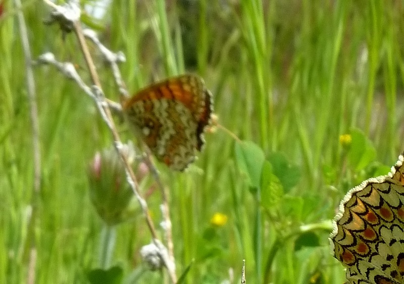 Alla ricerca della Melitaea ornata