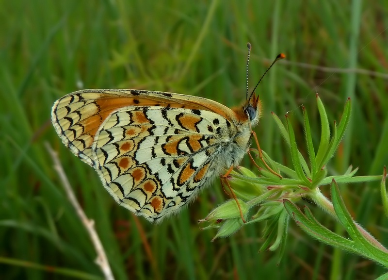 Alla ricerca della Melitaea ornata