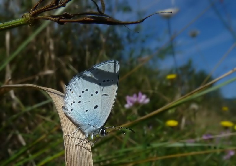 Alla ricerca della Lycaena dispar