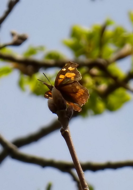 Farfalle del Subasio