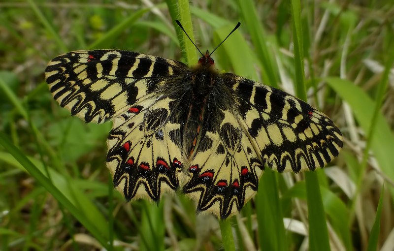 Boloria ,Cassandra & Co