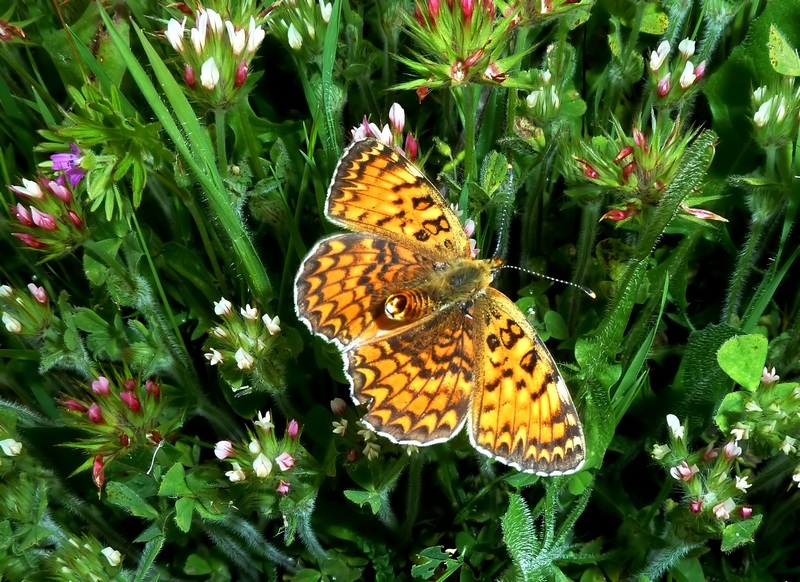 Alla ricerca della Melitaea ornata