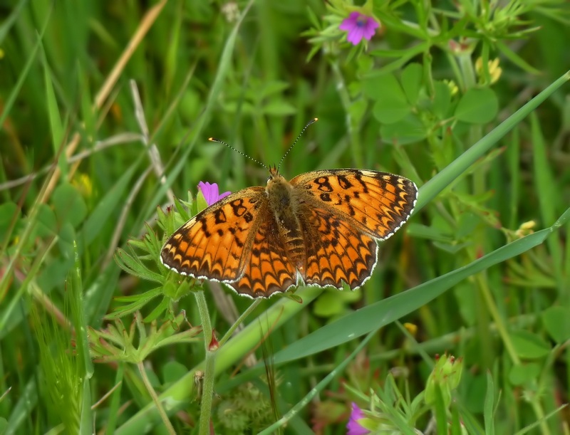 Alla ricerca della Melitaea ornata