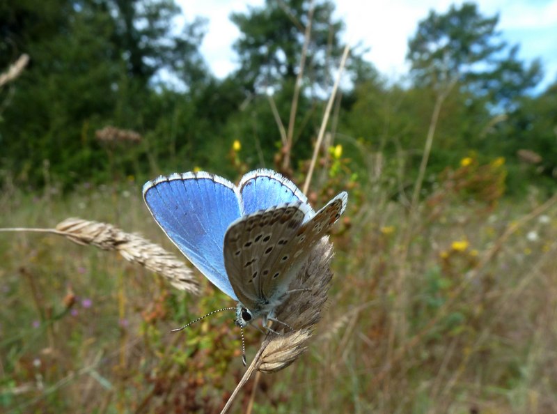 Alla ricerca della Lycaena dispar