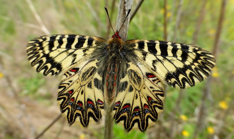 Boloria ,Cassandra & Co