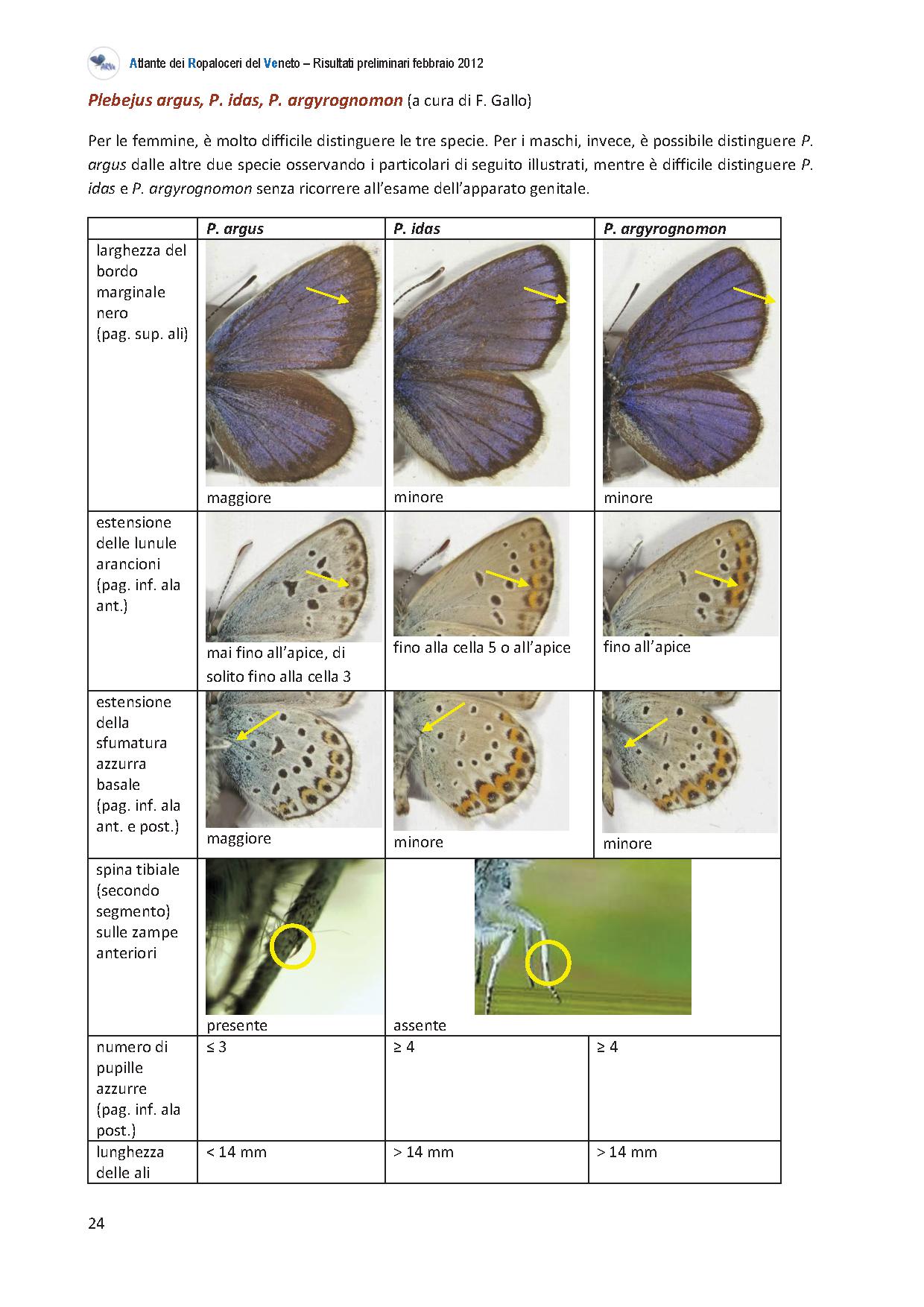 Lycaenidae: Plebejus idas