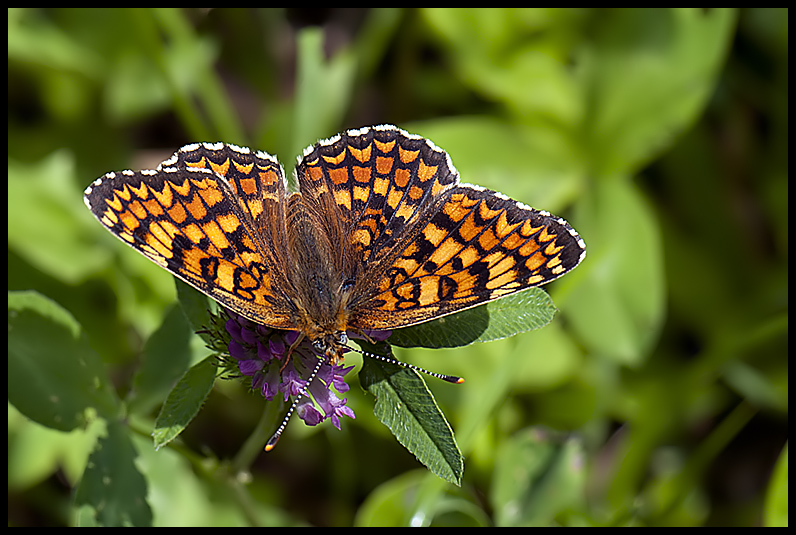 Melitaea dalla Val d''Aosta da ID