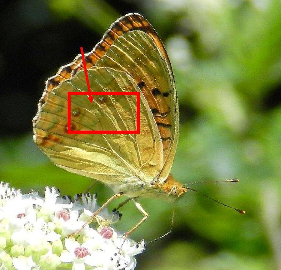 Argynnis adippe f cledoxa?