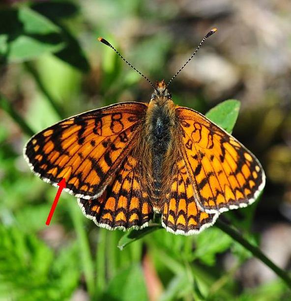 Melitaea ...?