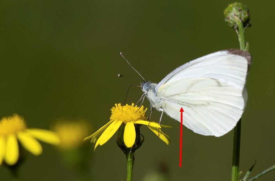 Pieris ID - Lessinia, Verona