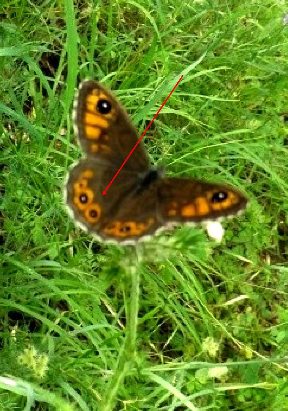 A.io, P.aegeria, Pieris sp., L.petropolitana (?) e maera