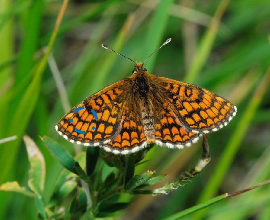 Melitaea aurelia