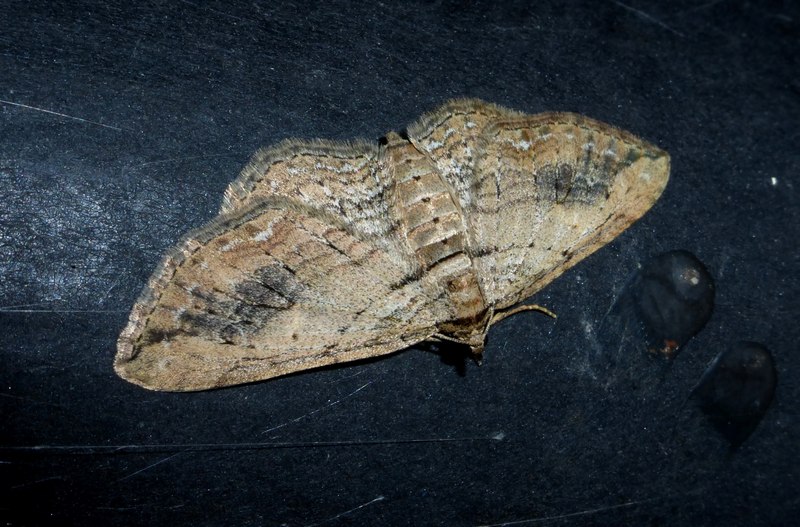 notturna da id 1 - Horisme sp. Geometridae