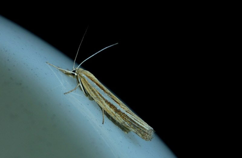 notturna da id 2 - Cf. Agriphila tristella