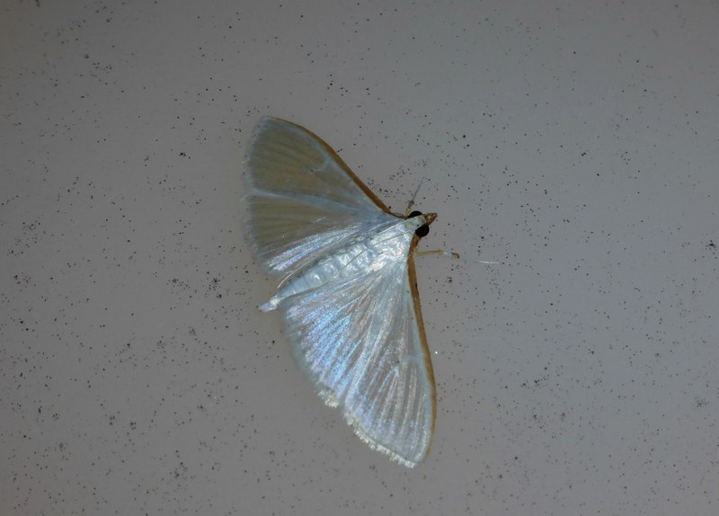 notturna da id 4 - Palpita vitrealis