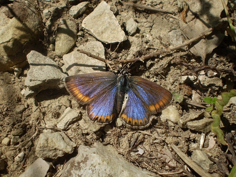 femmine di Polyommatus sp.