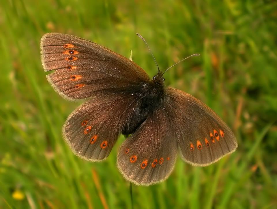 Erebia albergana (Nymphalidae Satyrinae)