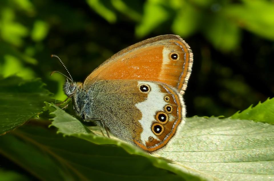 Tutte le  Coenonympha del 2015