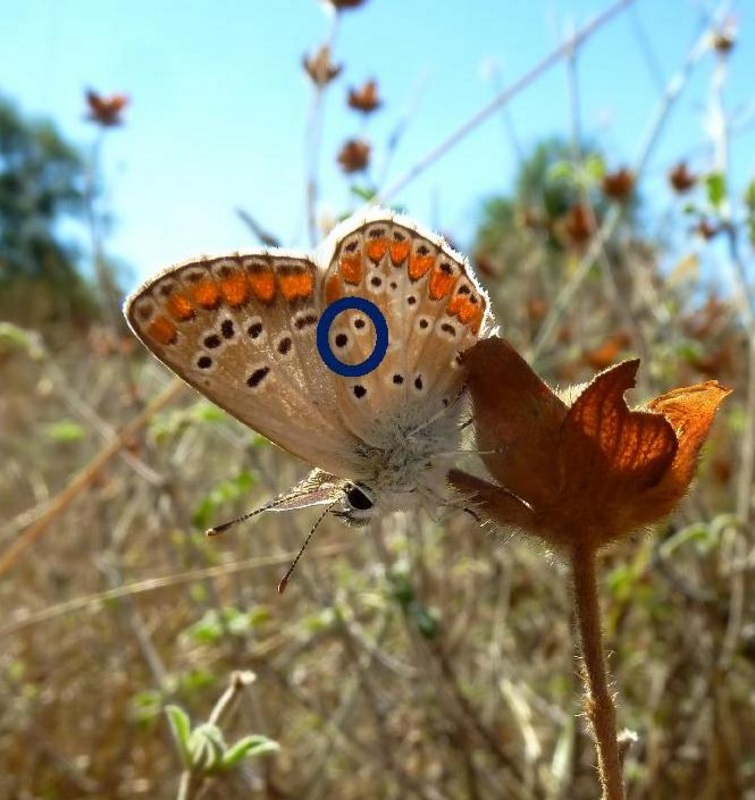 Lycaenidae