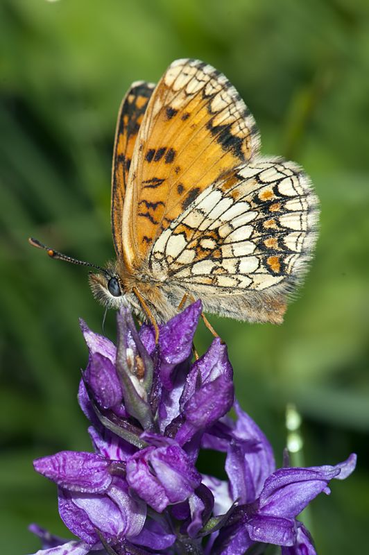 Melitaea dalla Val d''Aosta da ID - 2