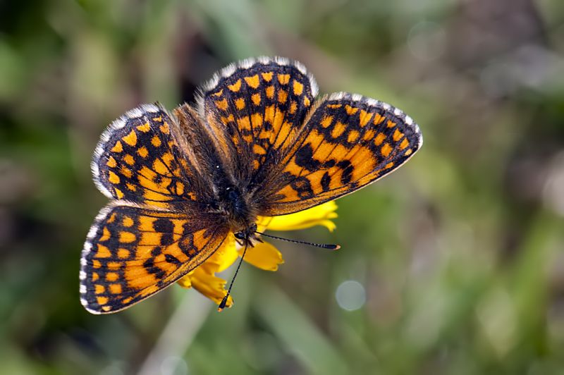 Melitaea dalla Val d''Aosta da ID - 2