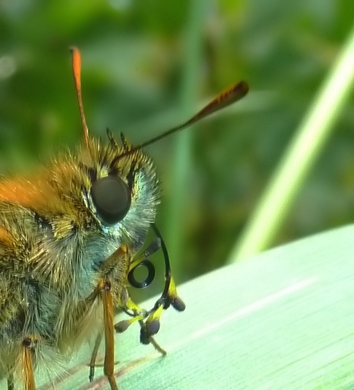 spiritromba parassitata? -no, meccanismo di impollinazione