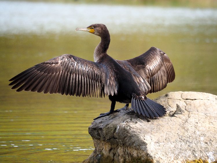 Cormorano